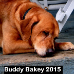 Buddy Bakey 2015